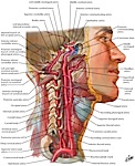 Neck and Carotid Arteries