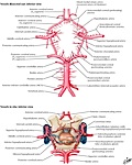 Circle of Willis