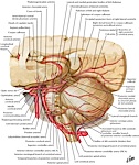 Posterior Circulation