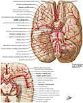 Cerebral Arteries Inferior