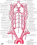 Neck and Carotid Arteries