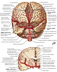 Cerebral Arteries Anterior