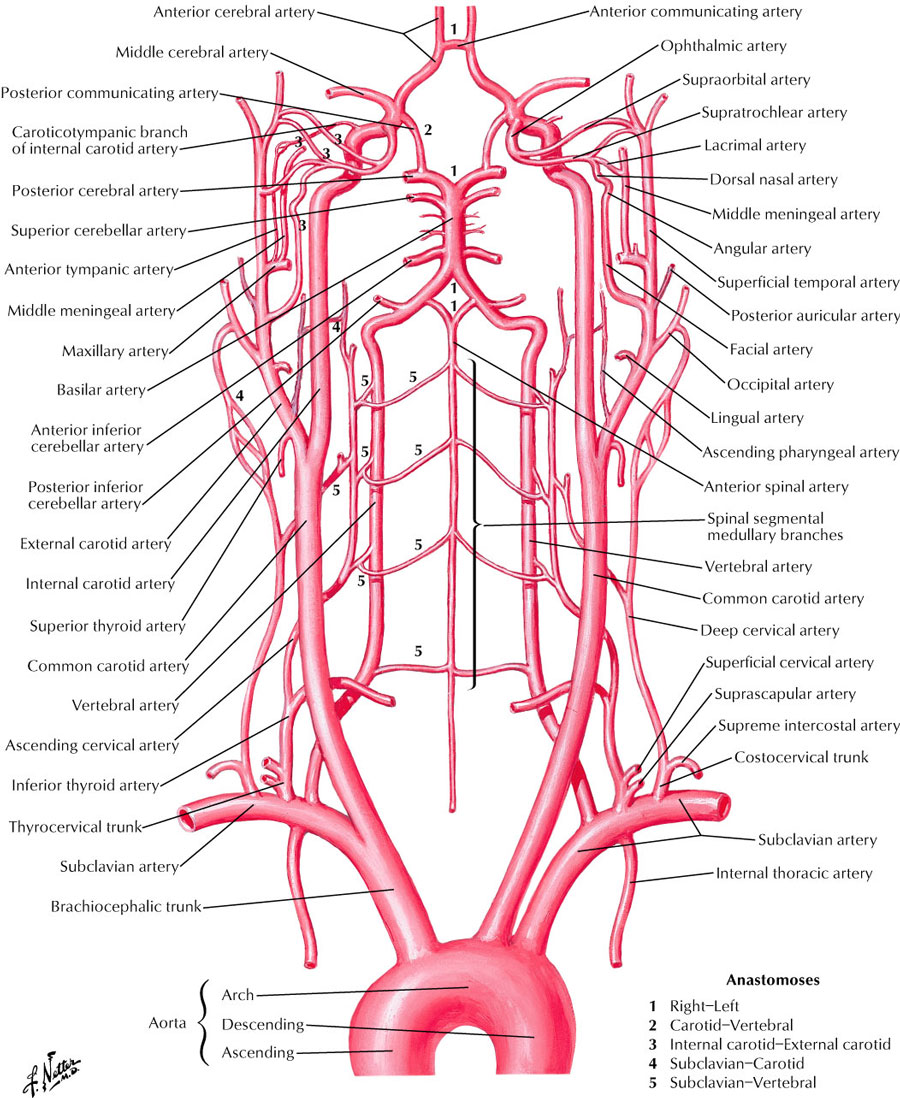 Neck Arteries Anatomy : Anatomy Of The Circulatory System, Vascular ...
